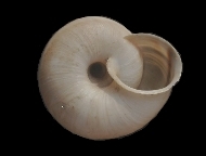 Tabella Chilostoma cingulatum (studer, 1820 )